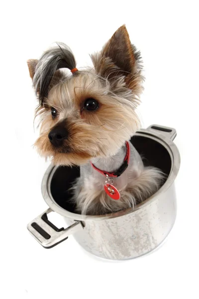 Yorkshire terrier en la olla — Foto de Stock