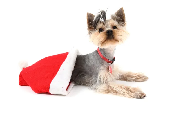 Yorkshire terrier in the red cap — Stock Photo, Image