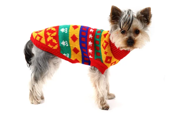 Yorkshire terrier is dressed — Stock Photo, Image