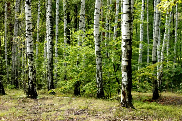 Gröna våren skog — Stockfoto