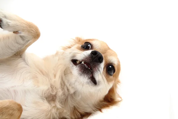 Junger Chihuahua — Stockfoto