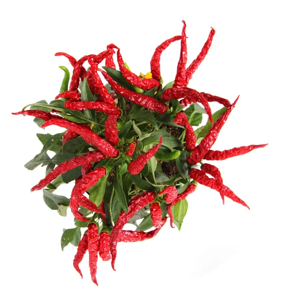 Red chili isolated — Stock Photo, Image