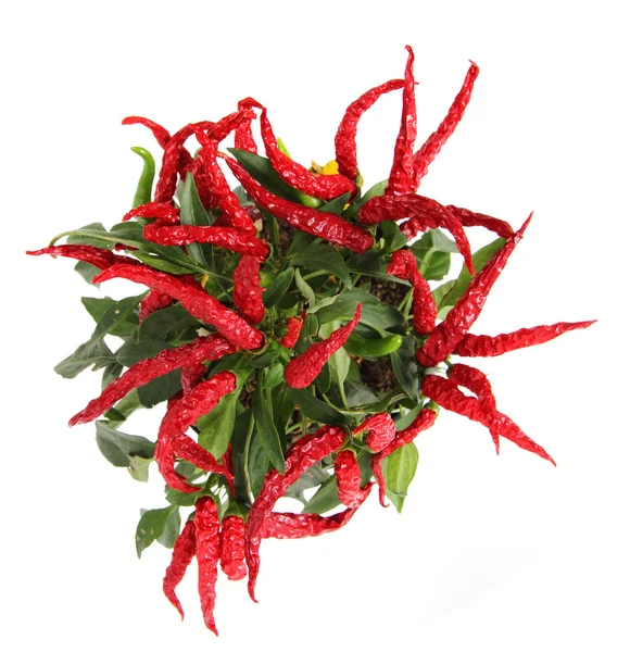 Peperoncino rosso isolato — Foto Stock