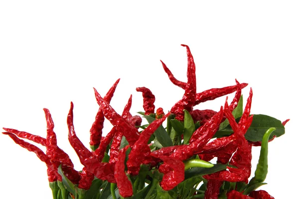 Peperoncino rosso isolato — Foto Stock