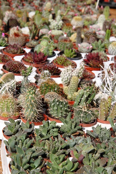 Sbírka kaktusů — Stock fotografie