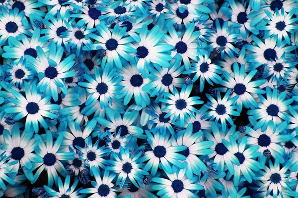 Kék virágok háttér — Stock Fotó