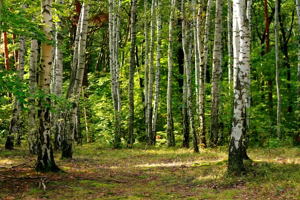 Foresta verde in primavera — Foto Stock