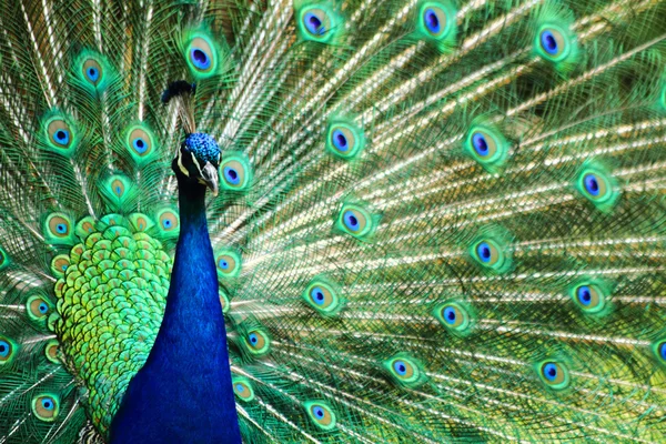 Peacock bird — Stock Photo, Image