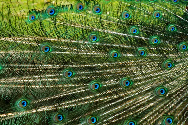 Peacock bird texture — Stock Photo, Image