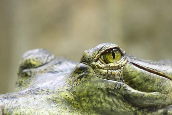 Eyes of aligator — Stock Photo, Image