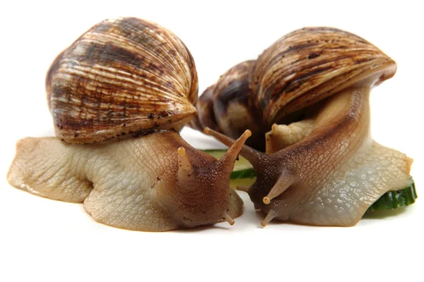 Snails family — Stock Photo, Image