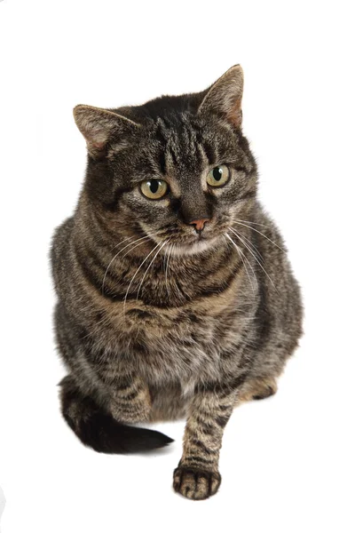 Симпатичная кошка с зелеными глазами — стоковое фото