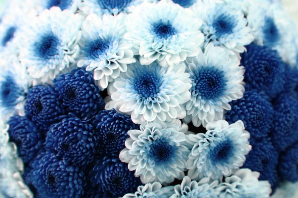 Fundo de flor branco e azul — Fotografia de Stock