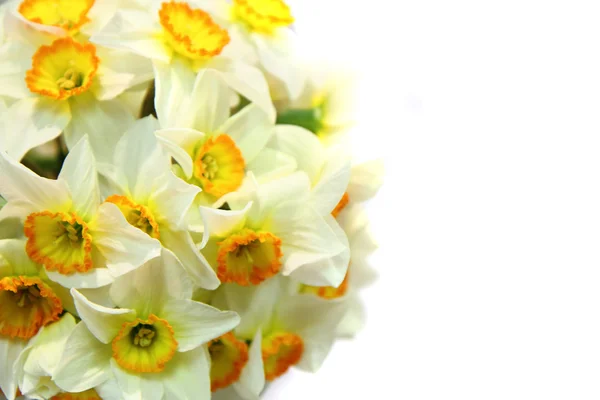 Tavaszi nárcisz háttér — Stock Fotó