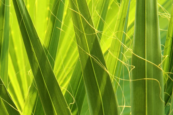 Dettaglio palma verde — Foto Stock