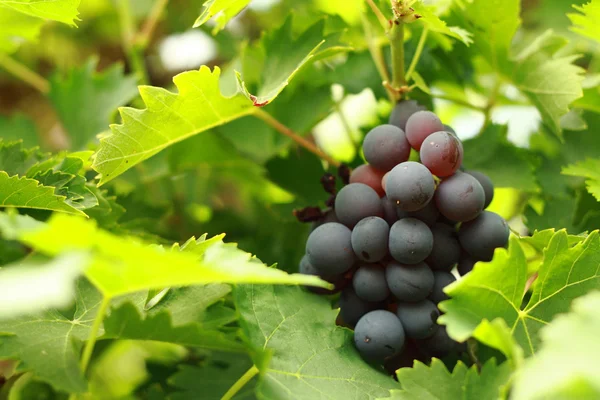 Red grapes — Stock Photo, Image