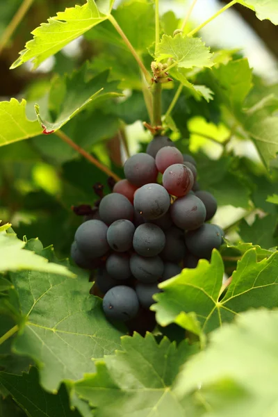 Uvas vermelhas — Fotografia de Stock