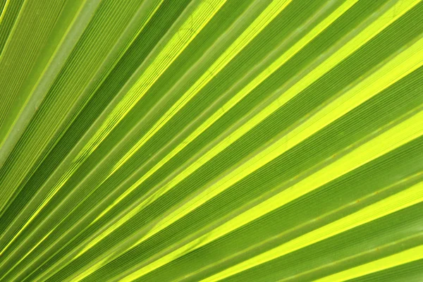 Yeşil palmiye ağacı detay — Stok fotoğraf