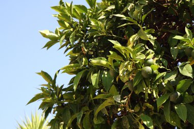 taze yeşil portakal ve mavi gökyüzü