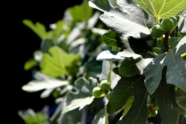 Detalj av fikonträdet — Stockfoto