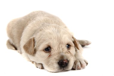 küçük labrador köpek