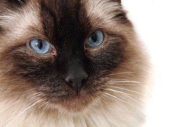 radgoll kedi