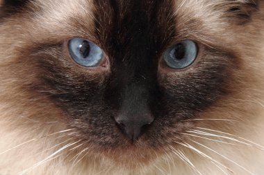 radgoll kedi