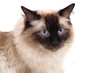 radgoll kedi
