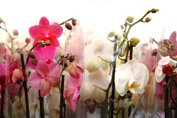 Sfondo orchidea molto bello — Foto Stock