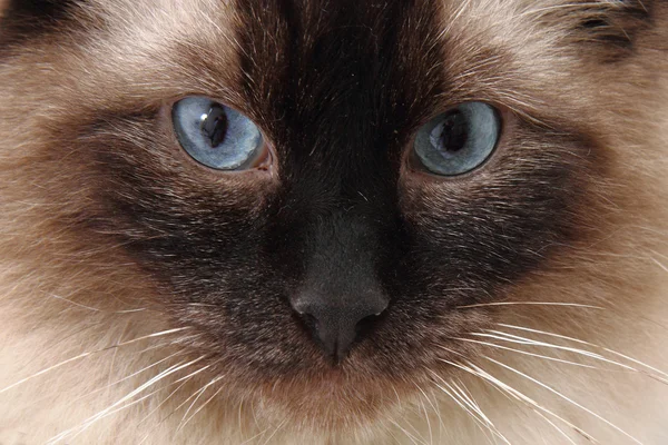 radgoll kedi