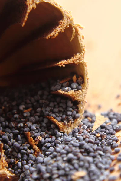 Мак насіння — стокове фото