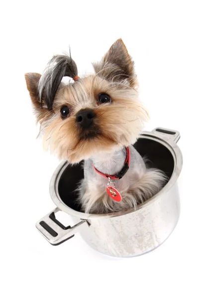 Liten yorkie hund i potten — Stockfoto