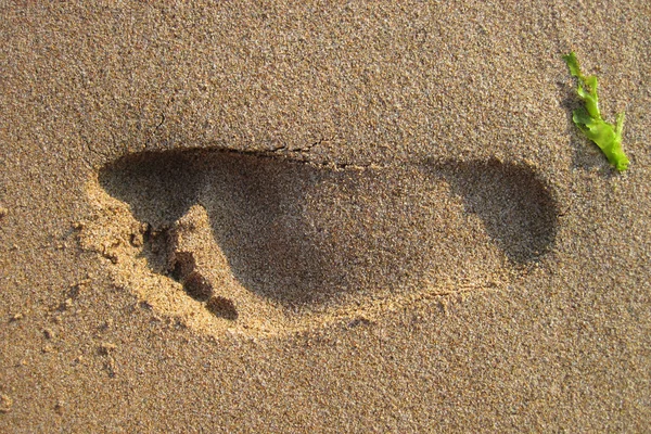 Kumda Ayak İzi — Stok fotoğraf