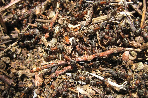 Mravenčí kolonie — Stock fotografie