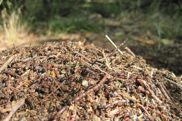 Mravenčí kolonie — Stock fotografie