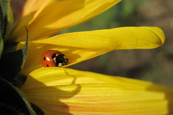 Ladybird на подсолнухе — стоковое фото