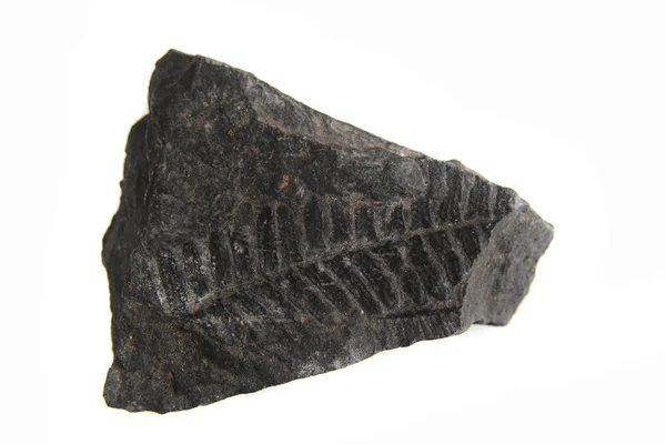 Impresión de hojas en la piedra - fósil — Foto de Stock
