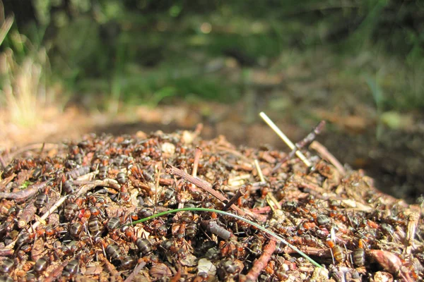 Colónia de formigas — Fotografia de Stock