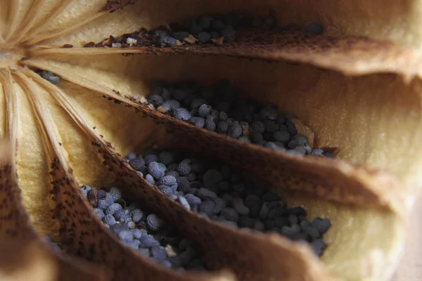 Detalhe da papoula — Fotografia de Stock