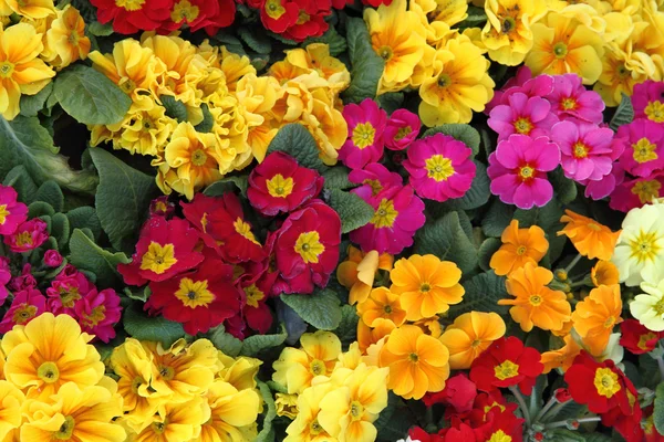 Farbe Frühlingsblumen — Stockfoto
