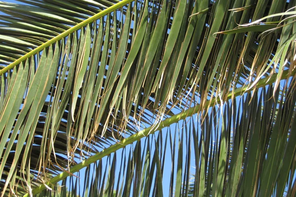 Palm tree leaves — Stock Photo, Image