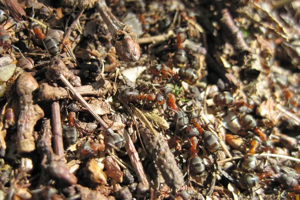 Colonia de hormigas — Foto de Stock