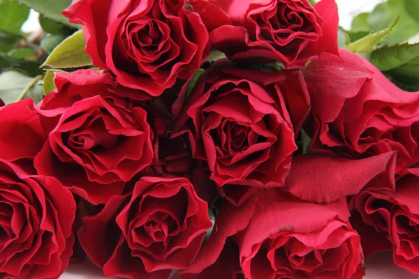 Fresh red roses background — Stock Photo, Image