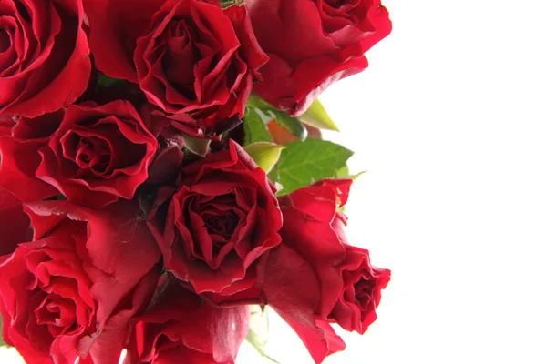 Φρέσκα κόκκινα τριαντάφυλλα, ως πλαίσιο — Φωτογραφία Αρχείου