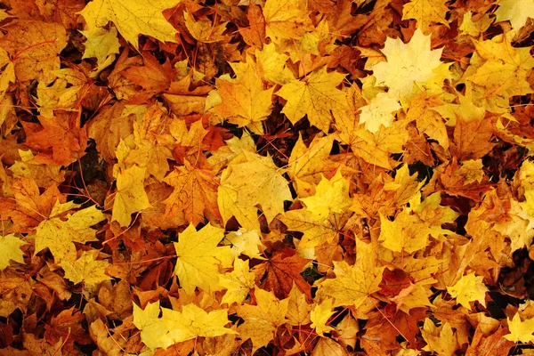 Folhas de outono fundo natural — Fotografia de Stock