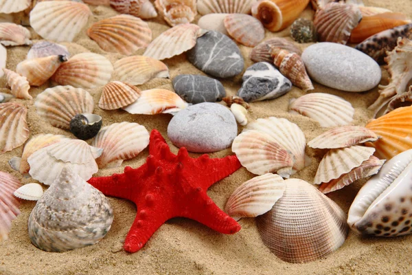 Summer sea shells in the yellow sand — Stock Photo, Image