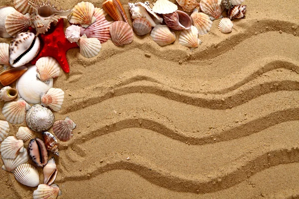 Sea shells in the sand — Stock Photo, Image