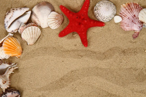 Summer sea shells in the yellow sand — Stock Photo, Image