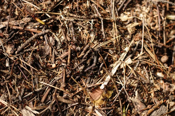 Фон колонии муравьев — стоковое фото