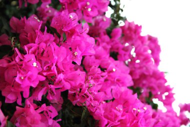 Bougainvillea çiçek arka plan